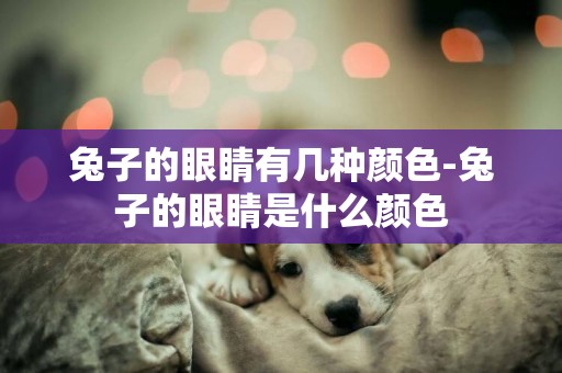 兔子的眼睛有幾種顏色-兔子的眼睛是什么顏色