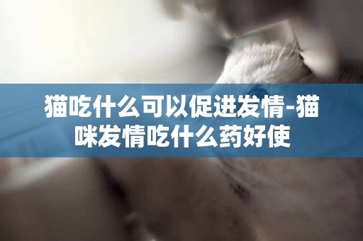 貓吃什么可以促進發情-貓咪發情吃什么藥好使