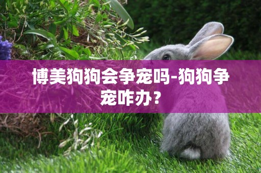 博美狗狗會爭寵嗎-狗狗爭寵咋辦？