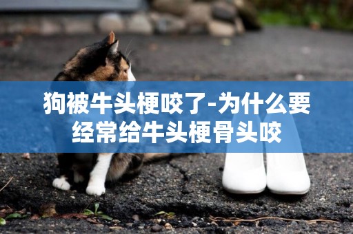 狗被牛頭梗咬了-為什么要經常給牛頭梗骨頭咬