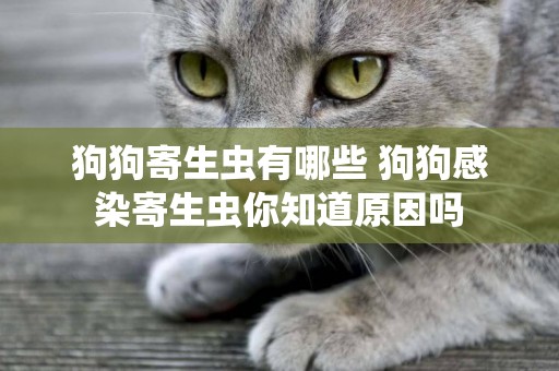 狗狗寄生蟲有哪些 狗狗感染寄生蟲你知道原因嗎