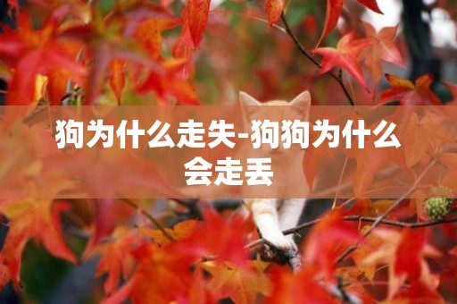 狗為什么走失-狗狗為什么會走丟