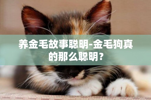 養金毛故事聰明-金毛狗真的那么聰明？
