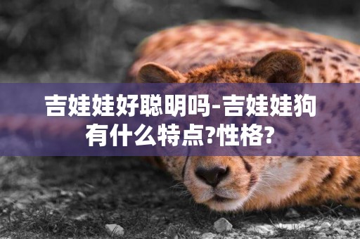 吉娃娃好聰明嗎-吉娃娃狗有什么特點?性格?