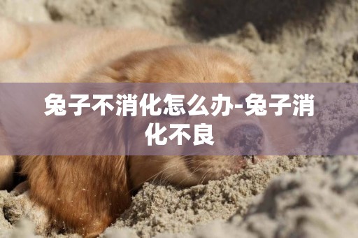 兔子不消化怎么辦-兔子消化不良