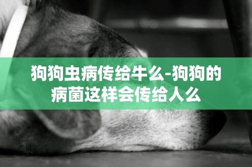 狗狗蟲病傳給牛么-狗狗的病菌這樣會傳給人么