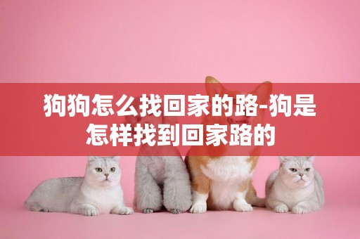 狗狗怎么找回家的路-狗是怎樣找到回家路的