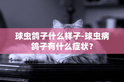 球蟲鴿子什么樣子-球蟲病鴿子有什么癥狀？