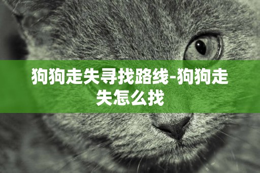 狗狗走失尋找路線-狗狗走失怎么找