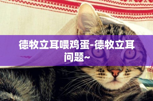 德牧立耳喂雞蛋-德牧立耳問題~