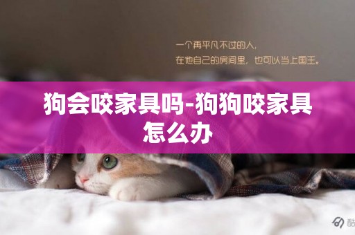 狗會咬家具嗎-狗狗咬家具怎么辦