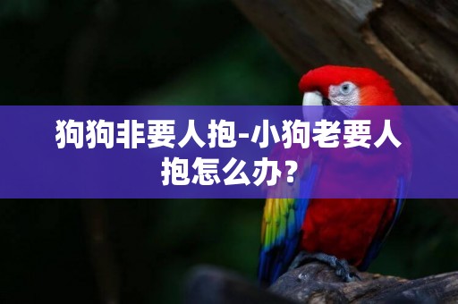 狗狗非要人抱-小狗老要人抱怎么辦？