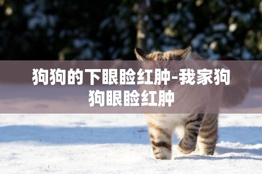 狗狗的下眼瞼紅腫-我家狗狗眼瞼紅腫