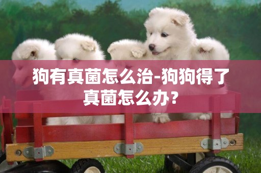 狗有真菌怎么治-狗狗得了真菌怎么辦？