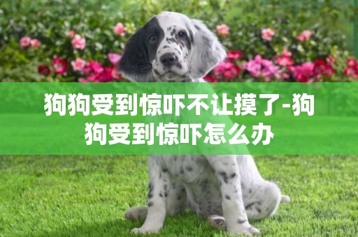 狗狗受到驚嚇不讓摸了-狗狗受到驚嚇怎么辦
