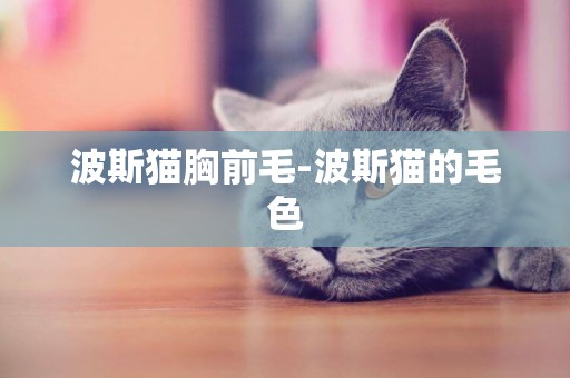 波斯貓胸前毛-波斯貓的毛色