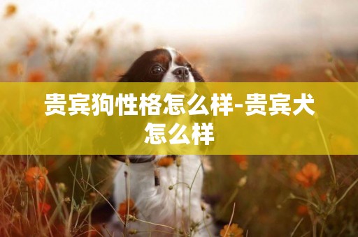貴賓狗性格怎么樣-貴賓犬怎么樣