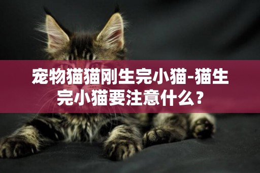 寵物貓貓剛生完小貓-貓生完小貓要注意什么？