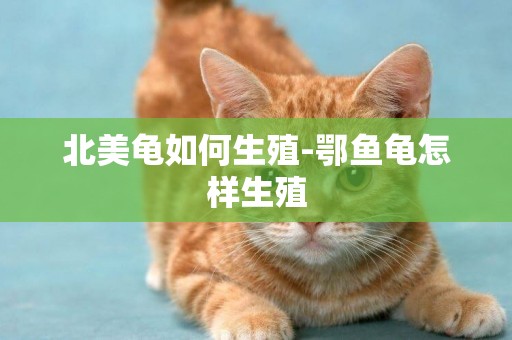 北美龜如何生殖-鄂魚龜怎樣生殖