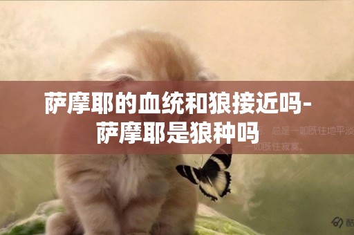 薩摩耶的血統和狼接近嗎-薩摩耶是狼種嗎