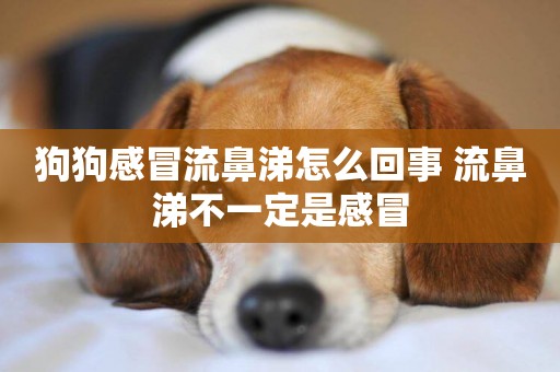 狗狗感冒流鼻涕怎么回事 流鼻涕不一定是感冒