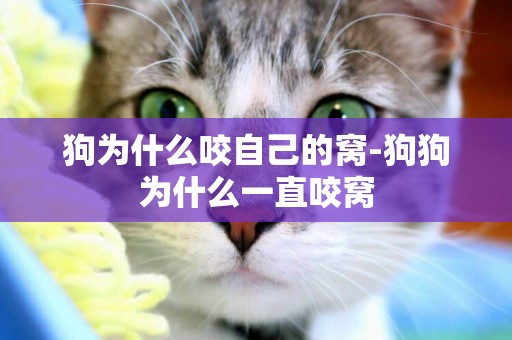 狗為什么咬自己的窩-狗狗為什么一直咬窩