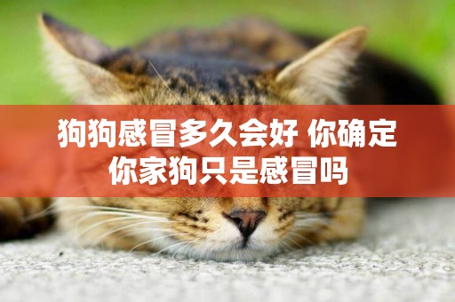 狗狗感冒多久會好 你確定你家狗只是感冒嗎