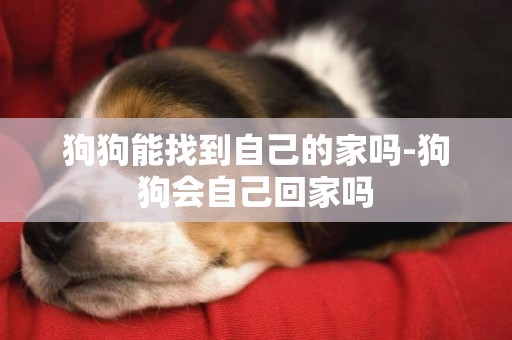 狗狗能找到自己的家嗎-狗狗會自己回家嗎
