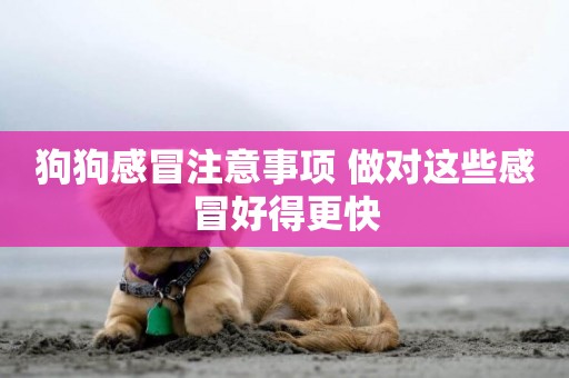 狗狗感冒注意事項 做對這些感冒好得更快