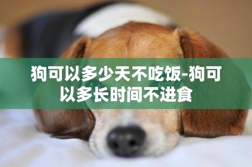狗可以多少天不吃飯-狗可以多長時間不進食
