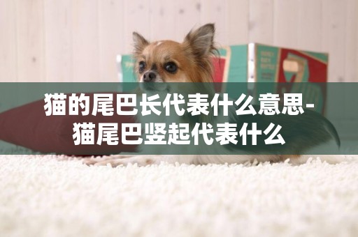 貓的尾巴長代表什么意思-貓尾巴豎起代表什么