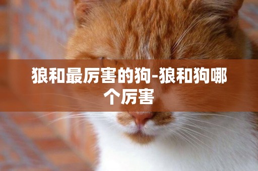 狼和最厲害的狗-狼和狗哪個厲害