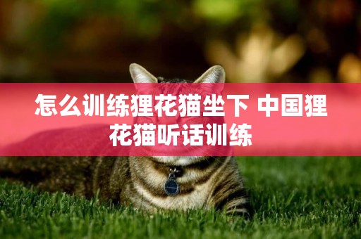 怎么訓練貍花貓坐下 中國貍花貓聽話訓練