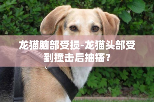 龍貓腦部受損-龍貓頭部受到撞擊后抽搐？