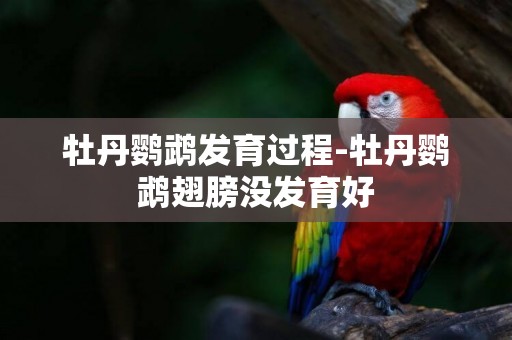 牡丹鸚鵡發育過程-牡丹鸚鵡翅膀沒發育好