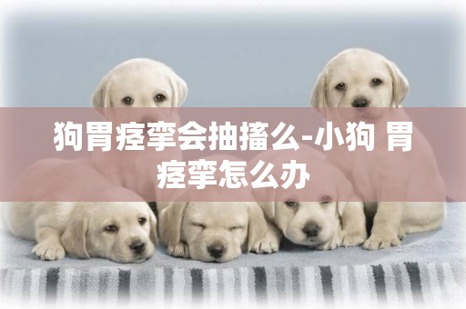 狗胃痙攣會抽搐么-小狗 胃痙攣怎么辦