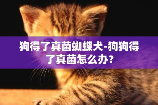 狗得了真菌蝴蝶犬-狗狗得了真菌怎么辦？