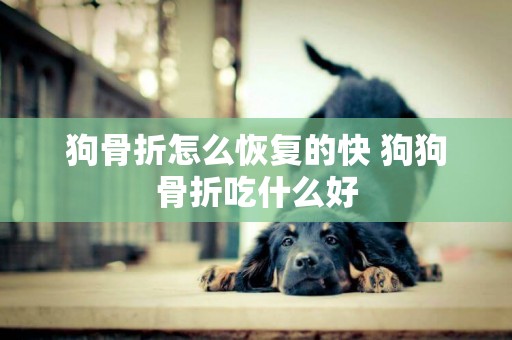 狗骨折怎么恢復的快 狗狗骨折吃什么好