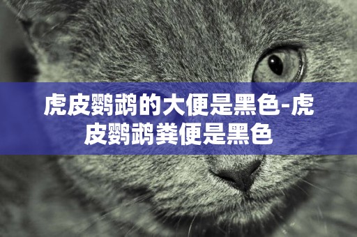 虎皮鸚鵡的大便是黑色-虎皮鸚鵡糞便是黑色