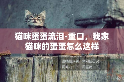 貓咪蛋蛋流淚-重口，我家貓咪的蛋蛋怎么這樣