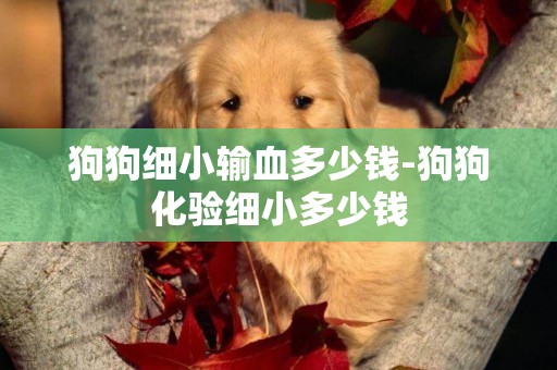 狗狗細小輸血多少錢-狗狗化驗細小多少錢