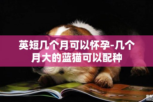 英短幾個月可以懷孕-幾個月大的藍貓可以配種