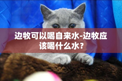 邊牧可以喝自來水-邊牧應該喝什么水？