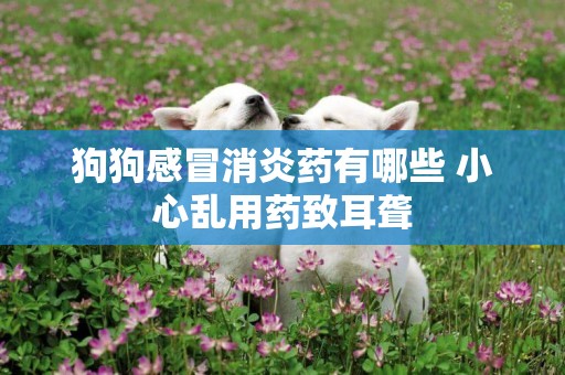 狗狗感冒消炎藥有哪些 小心亂用藥致耳聾