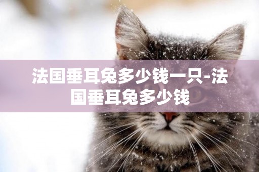法國垂耳兔多少錢一只-法國垂耳兔多少錢