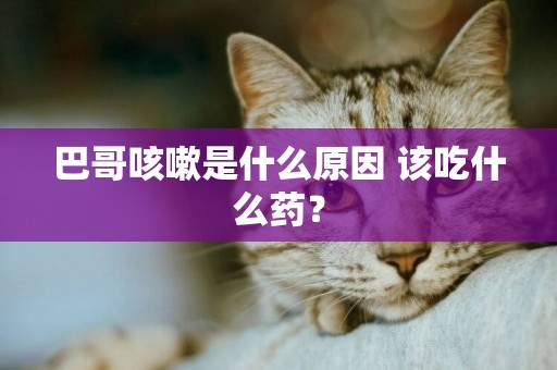 巴哥咳嗽是什么原因 該吃什么藥？