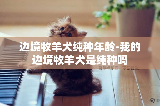邊境牧羊犬純種年齡-我的邊境牧羊犬是純種嗎