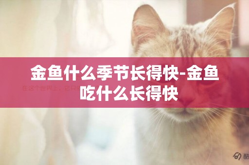 金魚什么季節長得快-金魚  吃什么長得快