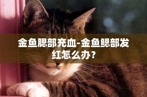 金魚腮部充血-金魚鰓部發紅怎么辦？