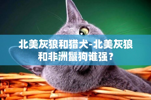 北美灰狼和獵犬-北美灰狼和非洲鬣狗誰強？